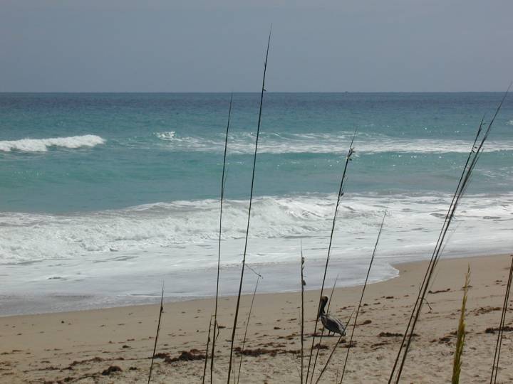 fla055.jpg, 41369 bytes, 3/9/04