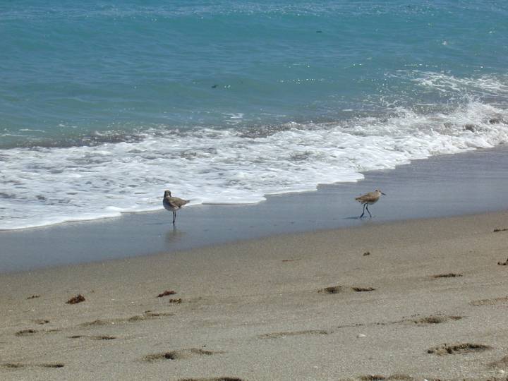 fla087.jpg, 46265 bytes, 3/10/04