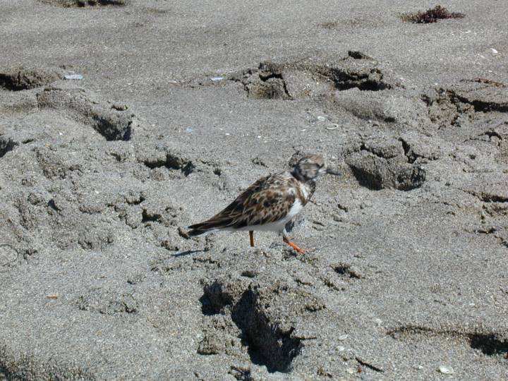 fla088.jpg, 77849 bytes, 3/13/04